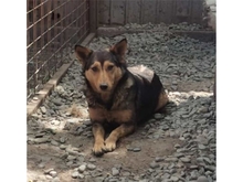 ELA, Hund, Mischlingshund in Rumänien - Bild 4