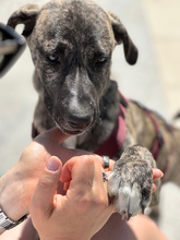 BELLA, Hund, Mischlingshund in Italien - Bild 1