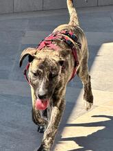 BELLA, Hund, Mischlingshund in Italien - Bild 2