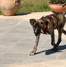 BELLA, Hund, Mischlingshund in Italien - Bild 3