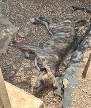 BELLA, Hund, Mischlingshund in Italien - Bild 4