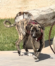 BELLA, Hund, Mischlingshund in Italien - Bild 5