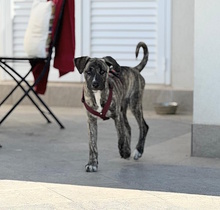 BELLA, Hund, Mischlingshund in Italien - Bild 6