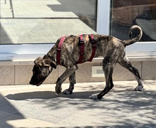 BELLA, Hund, Mischlingshund in Italien - Bild 7