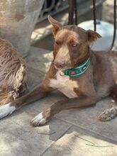 FOXI, Hund, Mischling in Italien - Bild 1
