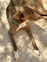 FOXI, Hund, Mischling in Italien - Bild 3