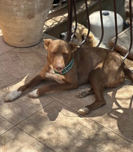 FOXI, Hund, Mischling in Italien - Bild 4