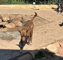 FOXI, Hund, Mischling in Italien - Bild 5