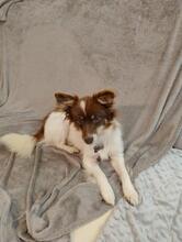 TINA, Hund, Mischlingshund in Polen - Bild 1