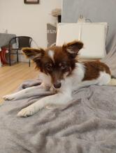 TINA, Hund, Mischlingshund in Polen - Bild 2
