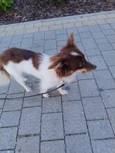 TINA, Hund, Mischlingshund in Polen - Bild 3