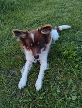 TINA, Hund, Mischlingshund in Polen - Bild 4