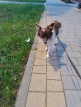 TINA, Hund, Mischlingshund in Polen - Bild 5