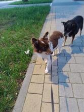 TINA, Hund, Mischlingshund in Polen - Bild 6