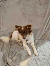 TINA, Hund, Mischlingshund in Polen - Bild 7