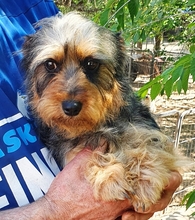 PICUR, Hund, Dackel-Yorkshire-Mix in Heidelberg - Bild 1