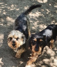PICUR, Hund, Dackel-Yorkshire-Mix in Heidelberg - Bild 2