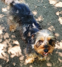 PICUR, Hund, Dackel-Yorkshire-Mix in Heidelberg - Bild 3