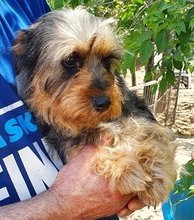 PICUR, Hund, Dackel-Yorkshire-Mix in Heidelberg - Bild 4