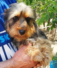 PICUR, Hund, Dackel-Yorkshire-Mix in Heidelberg - Bild 5