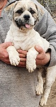DOKI, Hund, Lhasa Apso-Mix in Saarlouis - Bild 1