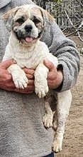 DOKI, Hund, Lhasa Apso-Mix in Saarlouis - Bild 2