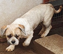 DOKI, Hund, Lhasa Apso-Mix in Saarlouis - Bild 3