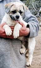 DOKI, Hund, Lhasa Apso-Mix in Saarlouis - Bild 4