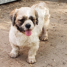 DOKI, Hund, Lhasa Apso-Mix in Saarlouis - Bild 5