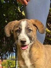 CHULA, Hund, Mischlingshund in Spanien - Bild 1