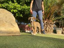 CHULA, Hund, Mischlingshund in Spanien - Bild 2
