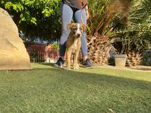 CHULA, Hund, Mischlingshund in Spanien - Bild 3