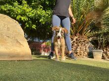 CHULA, Hund, Mischlingshund in Spanien - Bild 4