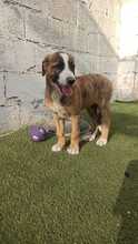 CHULA, Hund, Mischlingshund in Spanien - Bild 5