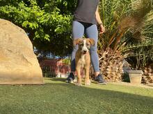 CHULA, Hund, Mischlingshund in Spanien - Bild 7