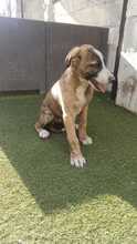 CHULA, Hund, Mischlingshund in Spanien - Bild 8