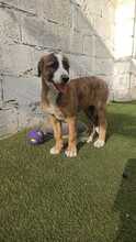 CHULA, Hund, Mischlingshund in Spanien - Bild 9