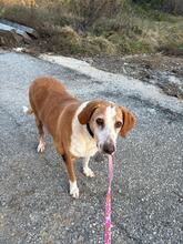 KANELOS, Hund, Mischlingshund in Miesbach