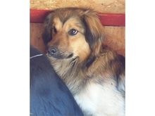WUJAMA, Hund, Mischlingshund in Rumänien - Bild 1