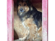 WUJAMA, Hund, Mischlingshund in Rumänien - Bild 2