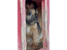 WUJAMA, Hund, Mischlingshund in Rumänien - Bild 3