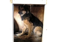 WUJAMA, Hund, Mischlingshund in Rumänien - Bild 4