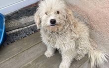 SOOKIE, Hund, Mischlingshund in Bergen - Bild 1