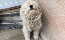 SOOKIE, Hund, Mischlingshund in Bergen - Bild 5