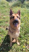REX, Hund, Deutscher Schäferhund in Spanien - Bild 2