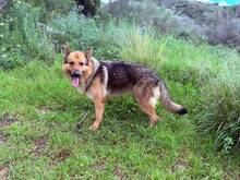 REX, Hund, Deutscher Schäferhund in Spanien - Bild 3