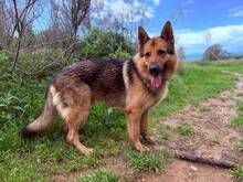 REX, Hund, Deutscher Schäferhund in Spanien - Bild 4