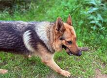 REX, Hund, Deutscher Schäferhund in Spanien - Bild 5