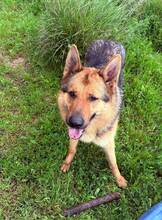 REX, Hund, Deutscher Schäferhund in Spanien - Bild 6