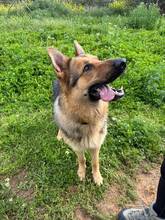 REX, Hund, Deutscher Schäferhund in Spanien - Bild 7